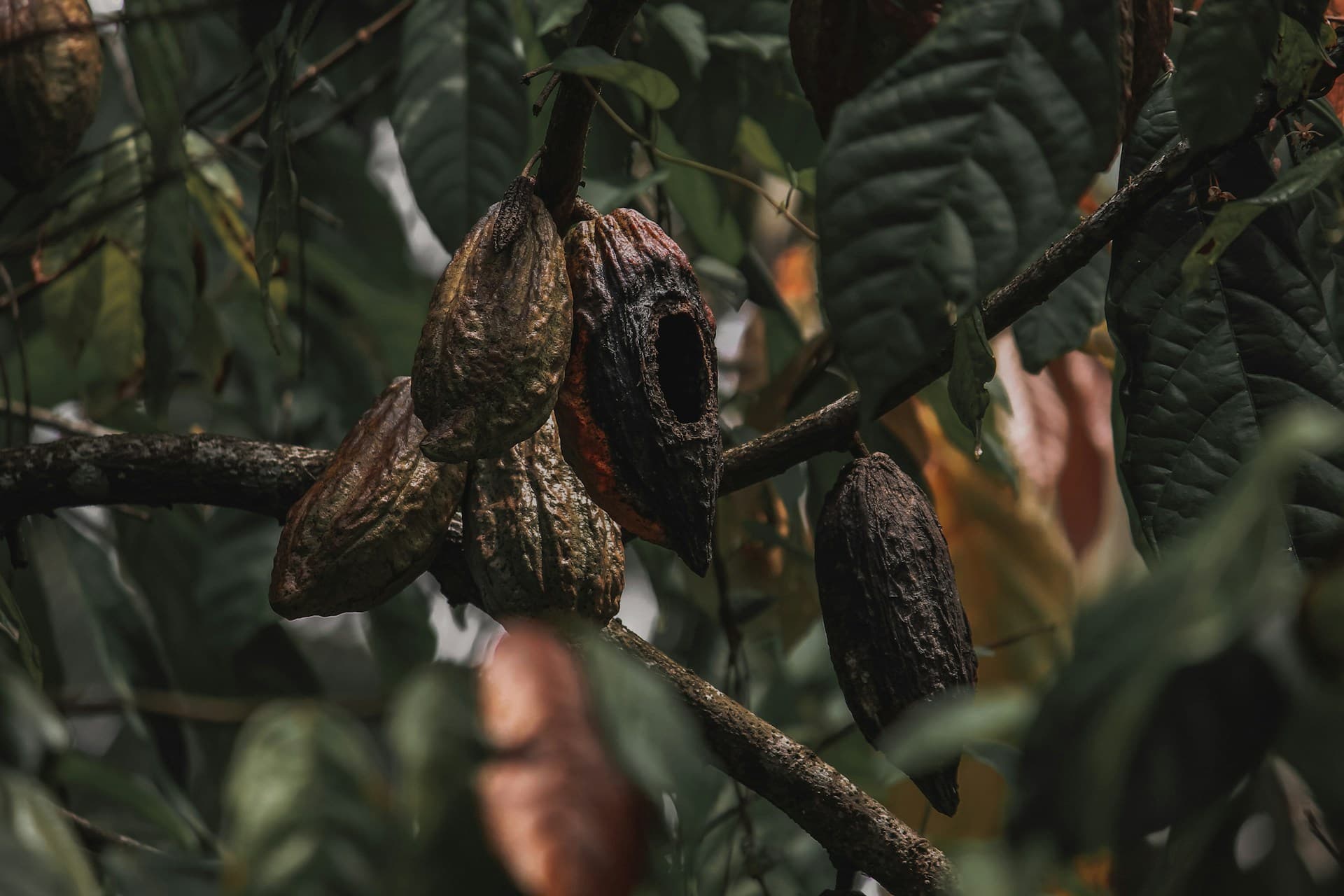 Close-up of cacao pods on a tree in a tropical plantation
