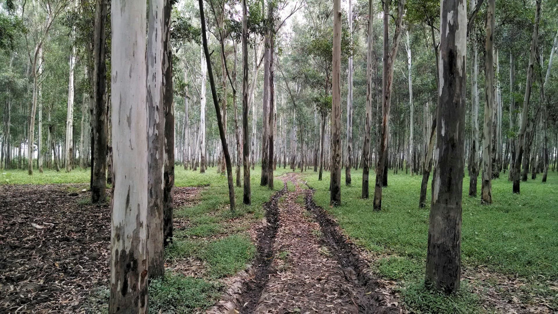 Forest path among mature eucalyptus trees in a managed plantation